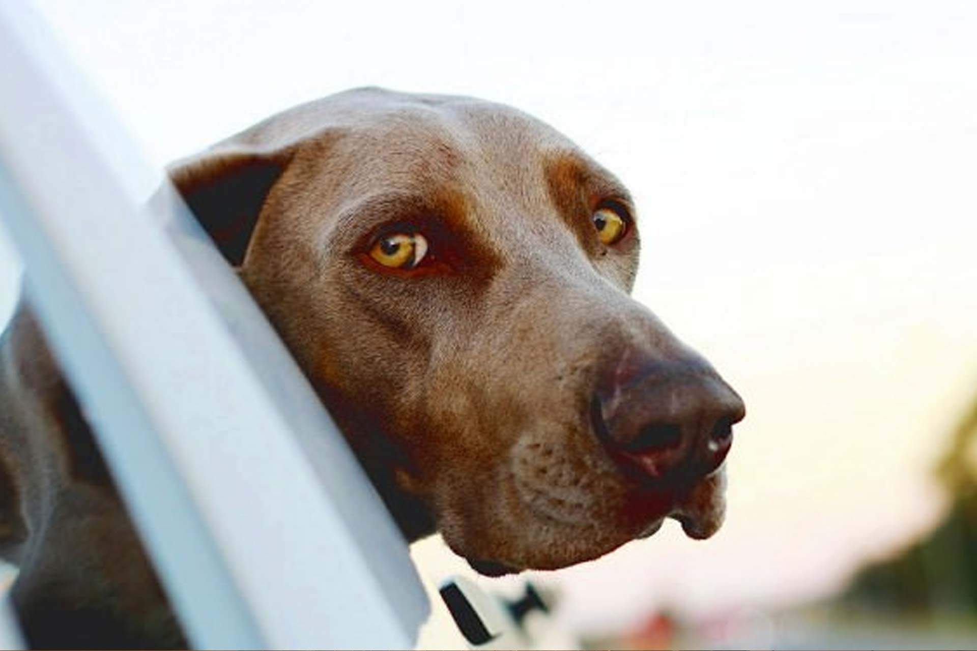 Ein brauner Hund welcher aus einem Fenster schaut.