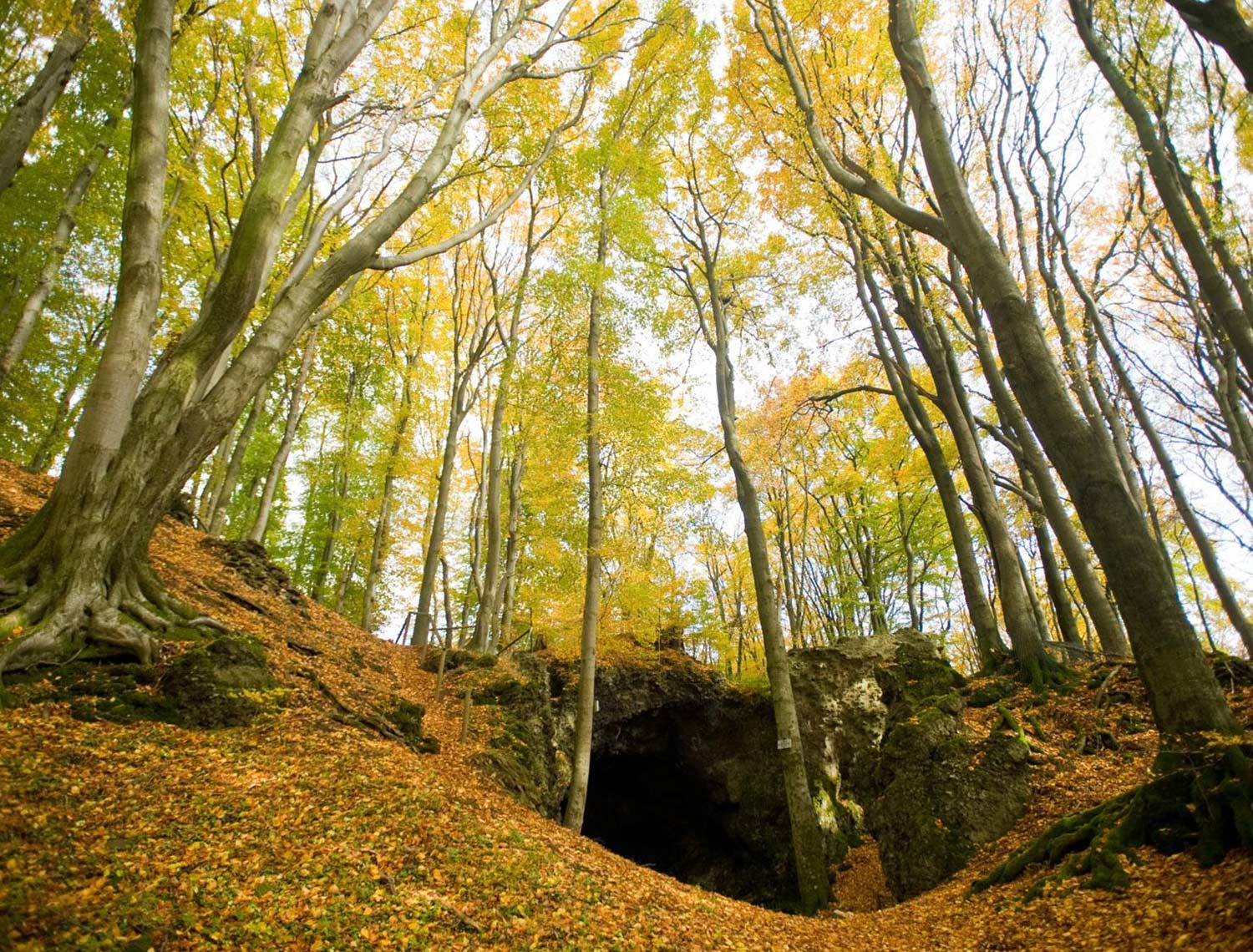 Ein Wald mit sehr viel Blätter auf dem Boden. Zwischen Zwei Bäumen, ist ein sehr großer Hölen Eingang.