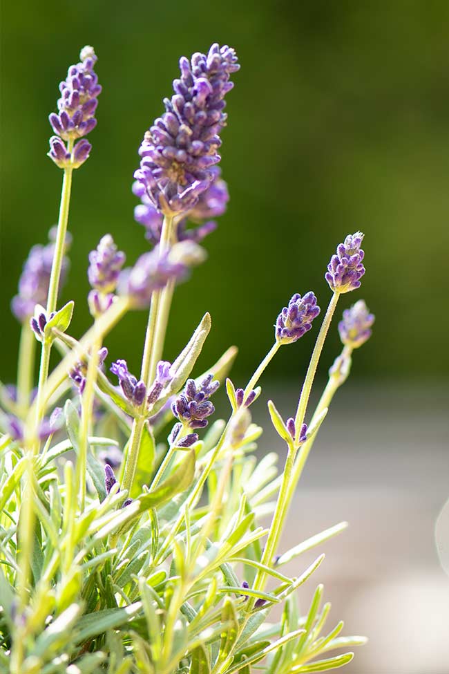 Aufnahme eines blühenden Lavendeltopf. Es ist eine Nahaufnahme, in der man die Blüte des Lavendels gut erkennen kann.
