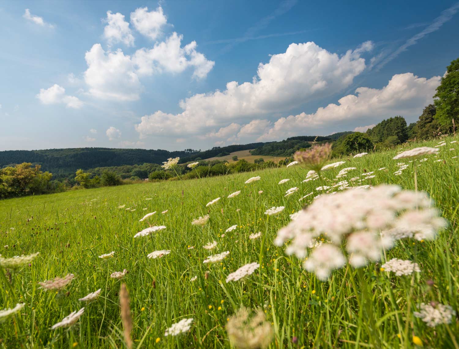 Blick auf einen Wald mit einem Bach im Sommer