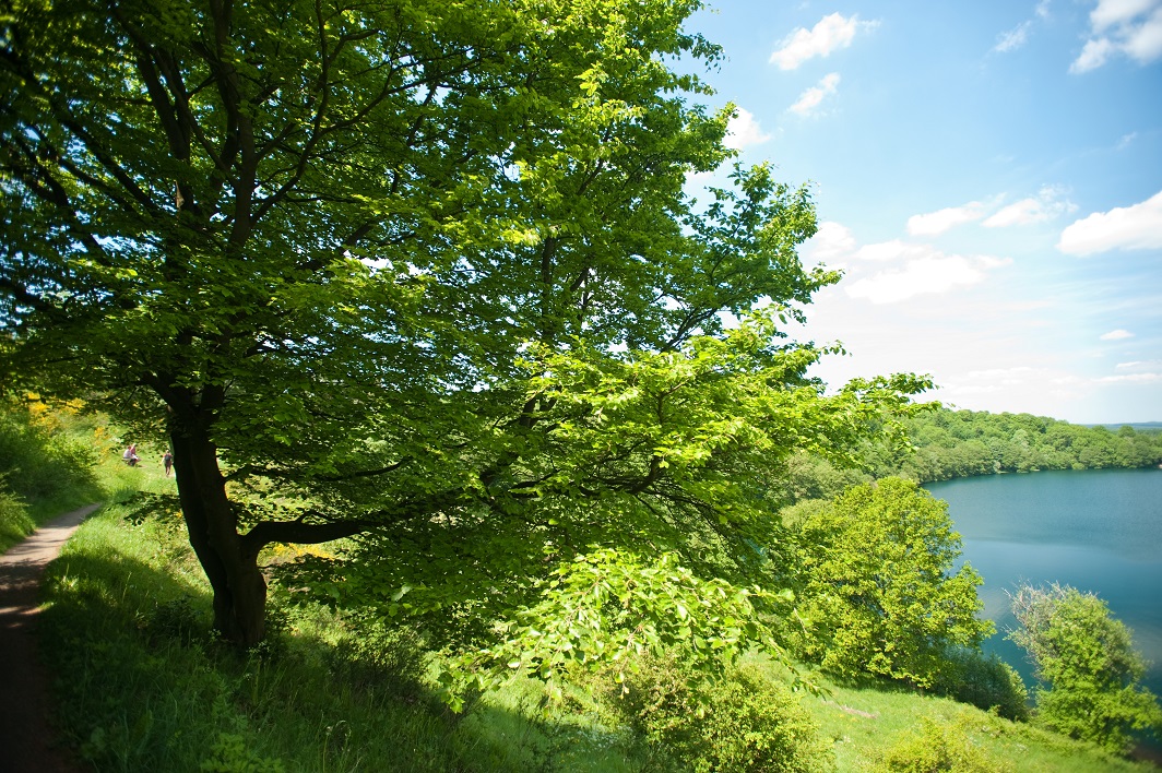Blick auf einen Wald mit einem Bach im Sommer