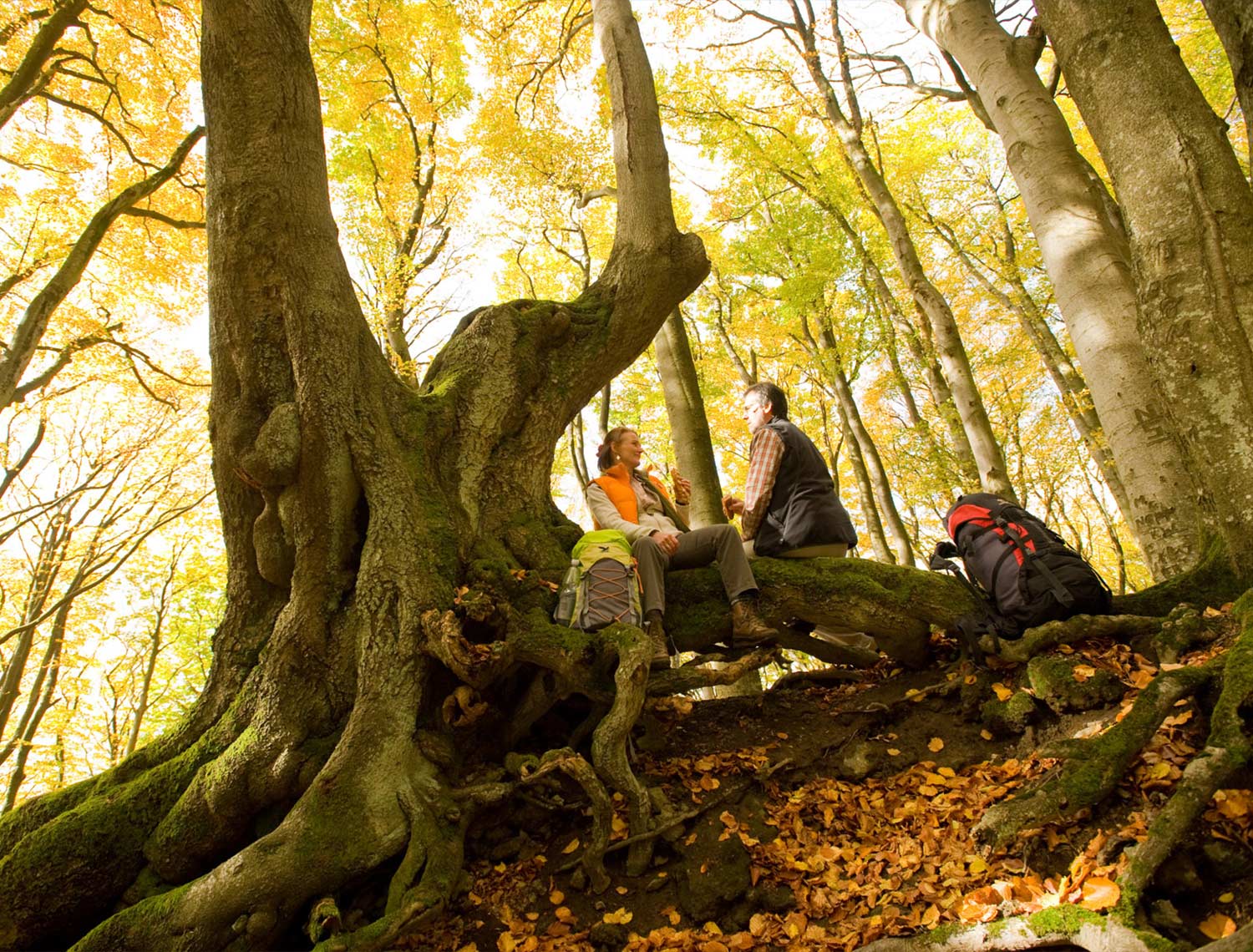 Zwei Personen, die auf den Wurzeln eines Baumes in einem Wald sitzen. Neben diesen liegen ihre Rucksäcke