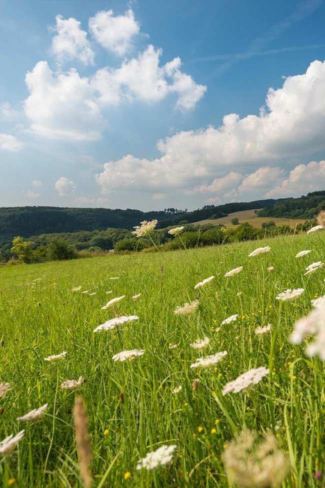 Auf dem Bild ist eine Blumenwiese zu sehen und im Hintergrund sind Hügel mit Bäumen zu sehen.