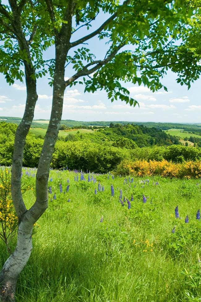 Im Vordergrund sieht man einen Baum, der auf einer wise voller Blumen wächst. Die ganze scene findet auf einem Hügel statt.