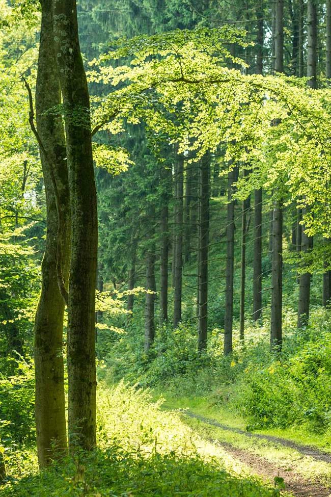 Ein Waldweg umgeben von Bäumen.