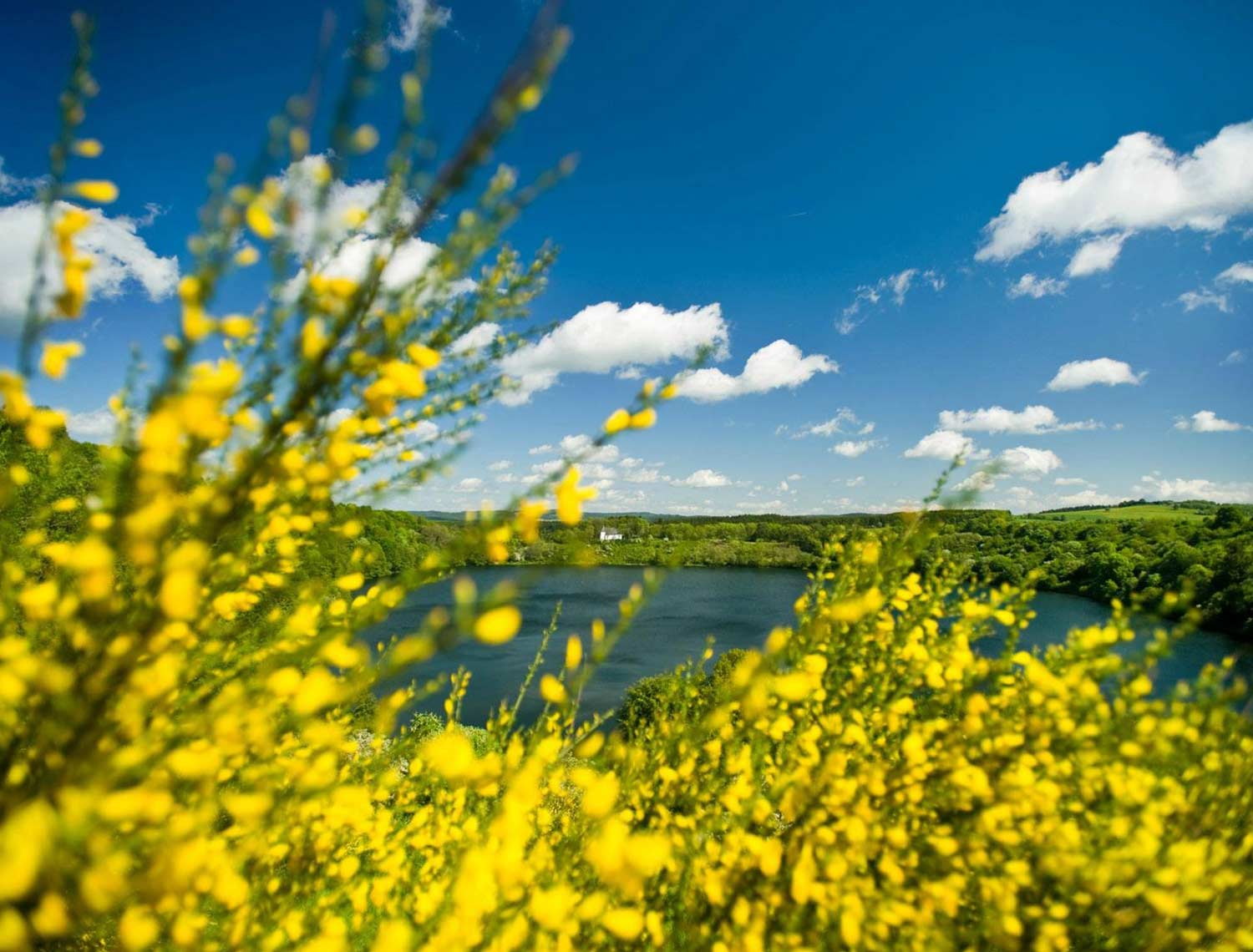 Das Bild ist eine Weitwinkel Aufnahme von einem see mit viel Grünen Bäumen rundherum. Im Vordergrund befinden siech viele Gelbe Blumen die einen Großteil des Bildes ausmachen. Es sind Außerdem sehr viele dicke Wolken am Himmel.