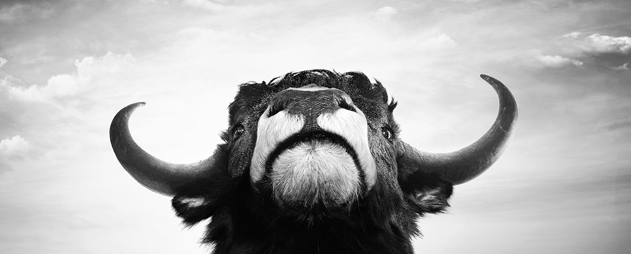 Im Fokus steht der Kopf eines Rindes mit Hörnern, welcher mittig vor einem bewöklten Himmel steht.